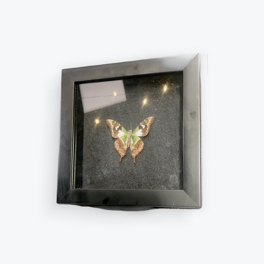 Framed preserved moth specimen in elegant frame for home display
