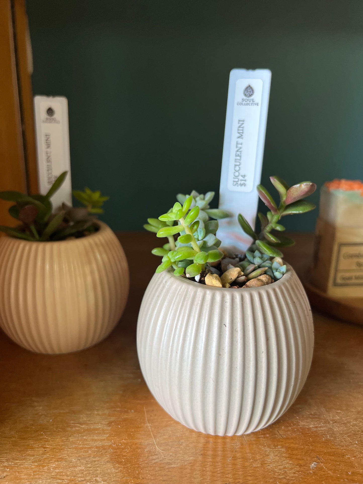 Plant Friends