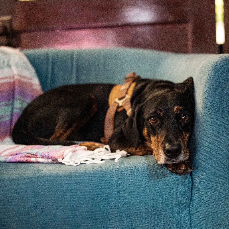Dog relaxing on a cozy blue chair inside Emporium 23 boutique