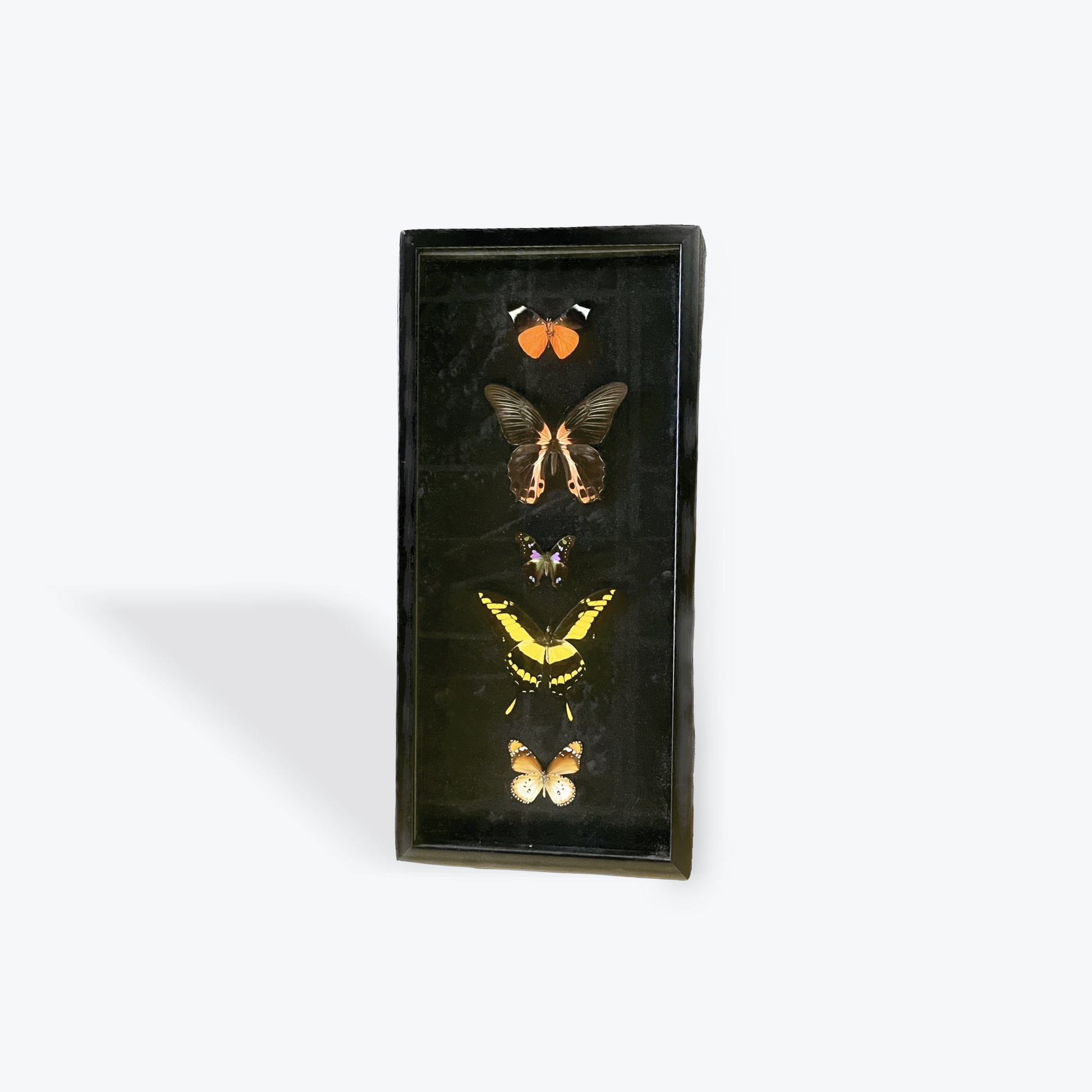 Framed preserved butterfly in glass display ethically sourced natural décor