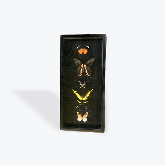 Framed preserved butterfly in glass display ethically sourced natural décor