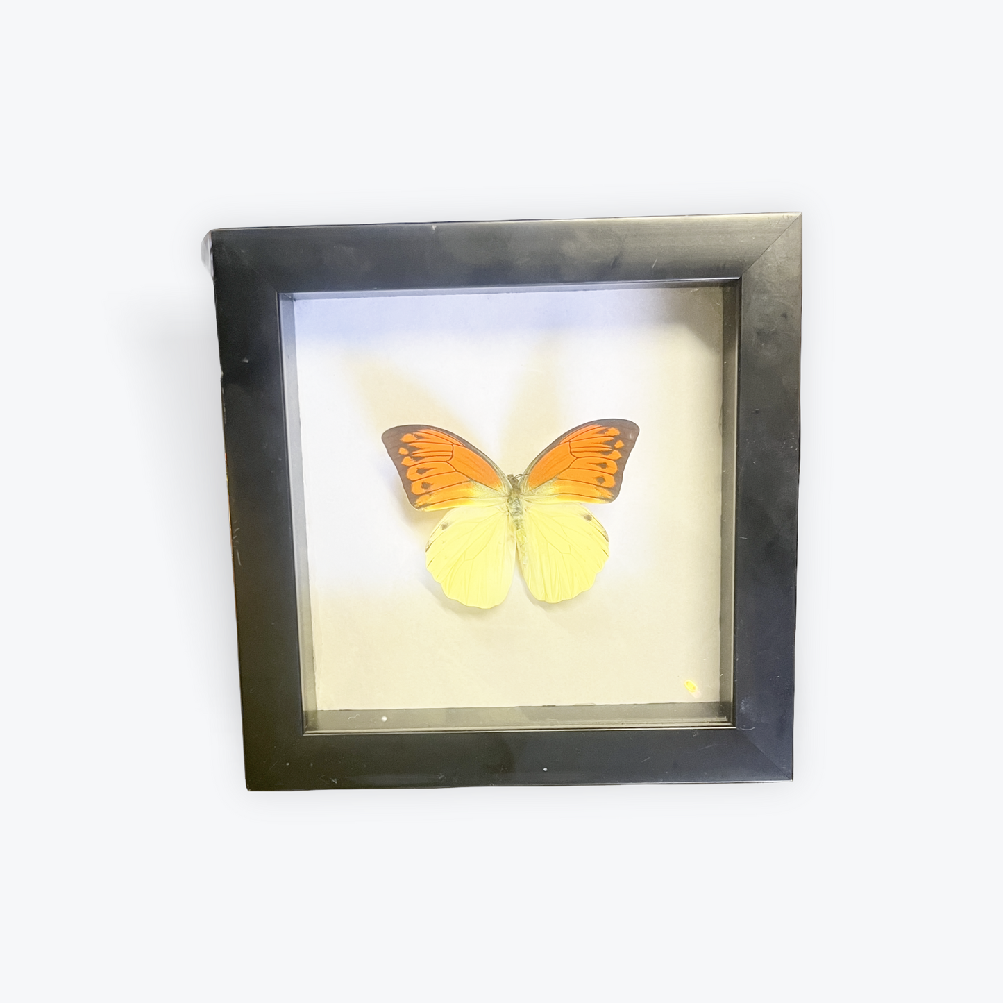 Ethically sourced preserved butterflies professionally framed wall art