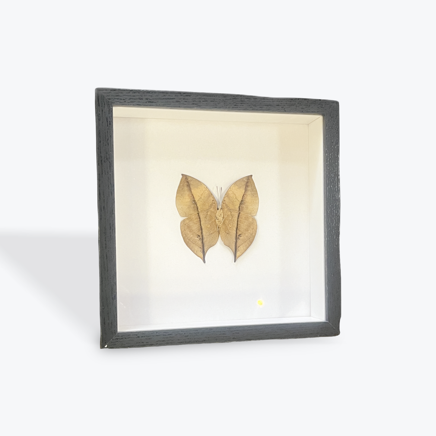 Handmade framed preserved moth and butterfly natural home décor