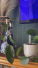 Emporium 23 housewares collection video showcasing home décor and pottery